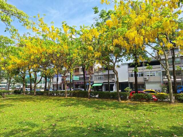 01-置頂-夏季限定-金黃艷紫超好拍-中市阿勃勒與紫薇絕美盛開