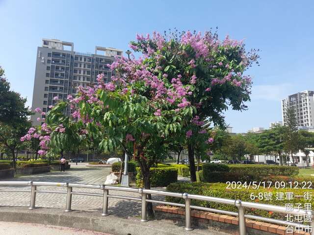 02-大花紫薇優雅的綻放並散發淡雅芬芳