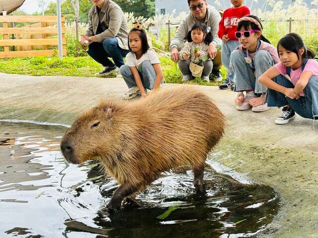 马场内的卡皮巴拉-水豚-很受小朋友欢迎_0_0_0