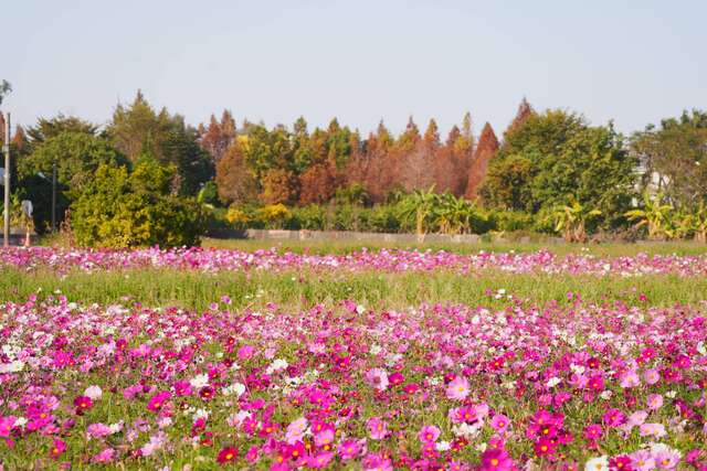 春游赏花别错过-中市西屯区6公顷赏花秘境超吸睛_0