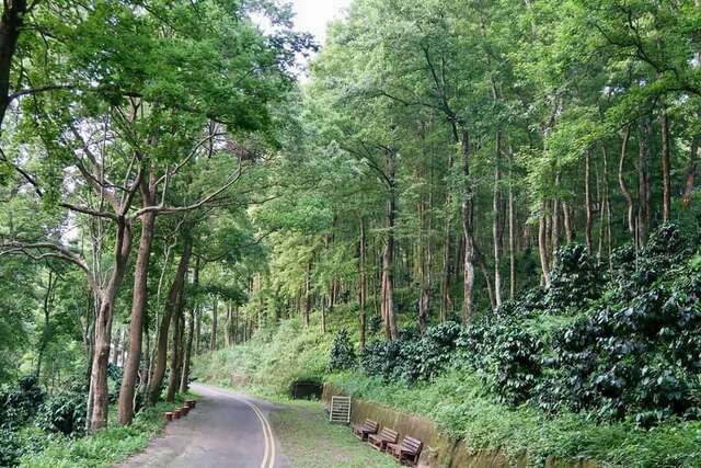 四角林咖啡庄园休闲农场-咖啡树种植在半日照枫香林