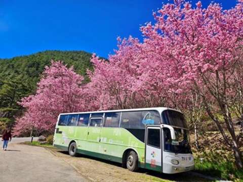 2025武陵樱花季接驳专车疏运破5500人次-中市交通局加码228连假接驳奏效-1