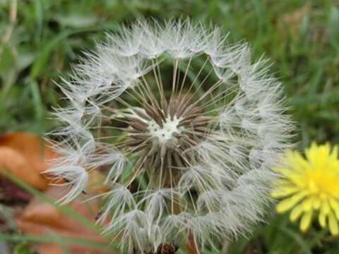 桂花泉步道周邊為瀕危植物台灣蒲公英重要棲地_0_0