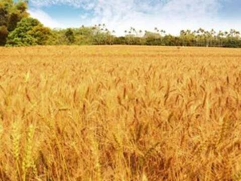 大雅黃金麥浪_0