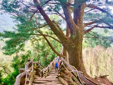 5号山陵纵走步道沿途经过多棵大松树