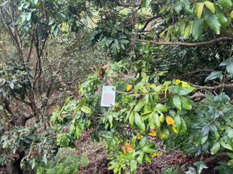 平腹小蜂卵卡_0