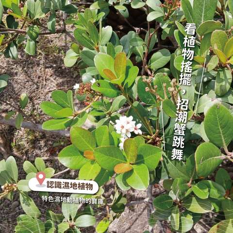 高美不一样_认识湿地植物