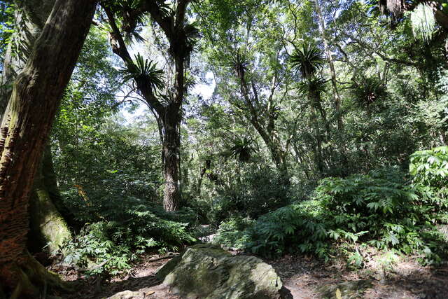 雪山坑登山步道-山苏森林_0