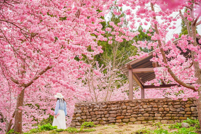 福寿山农场千樱园生态景观步道_0