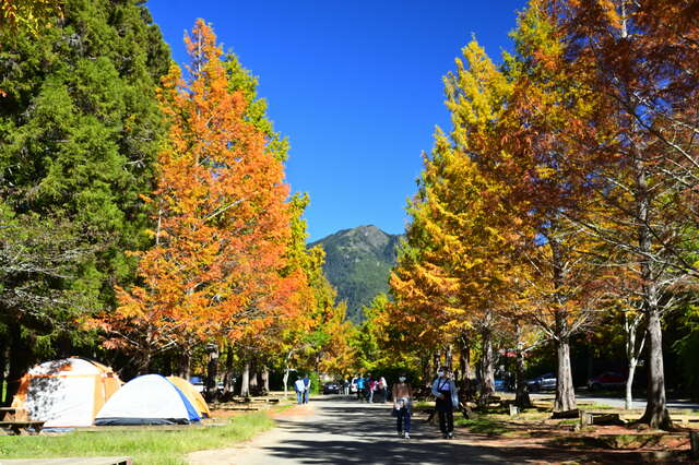 武陵农场11月露营区水杉_0