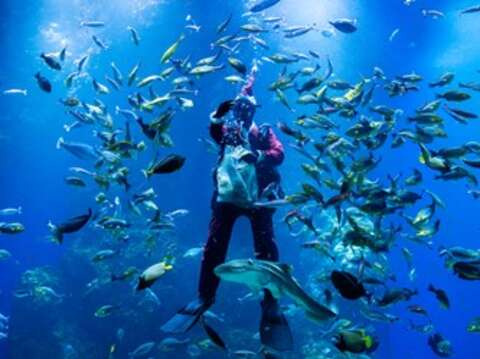 台中海洋館餵食秀