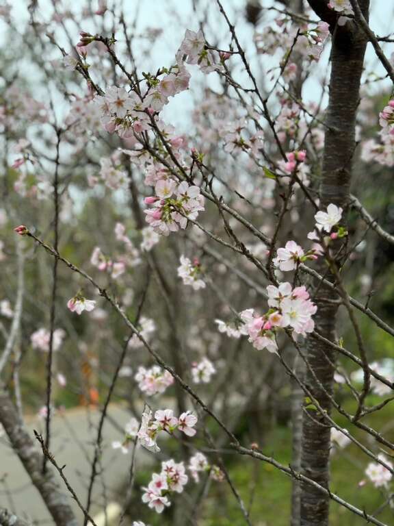 沙鹿櫻花隧道 淡粉色吉野櫻