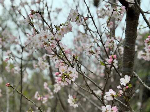 沙鹿櫻花隧道 淡粉色吉野櫻