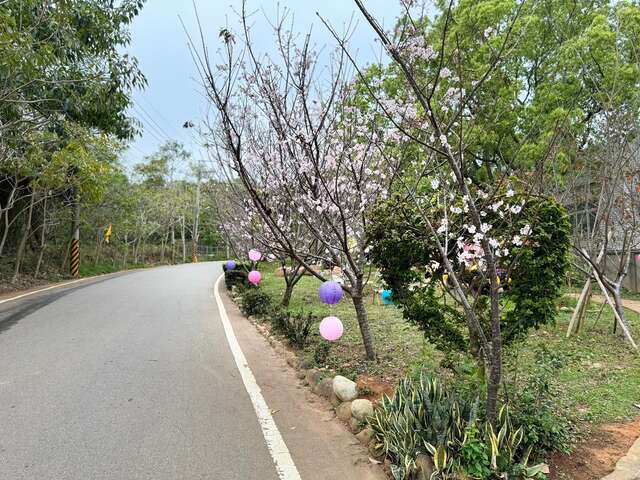 沙鹿櫻花隧道 沿途櫻花