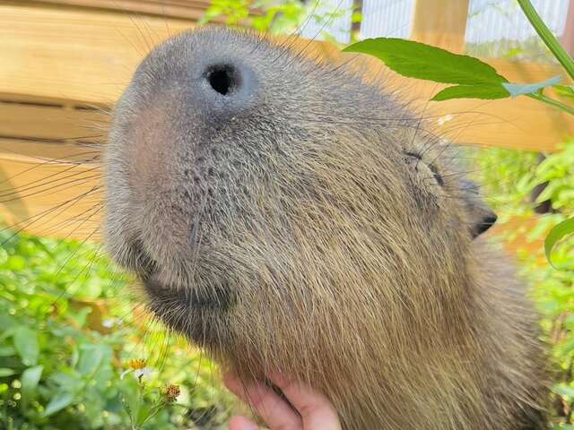 馬場內的卡皮巴拉-水豚-很受小朋友歡迎