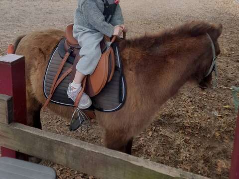 后里馬場馬匹騎乘體驗