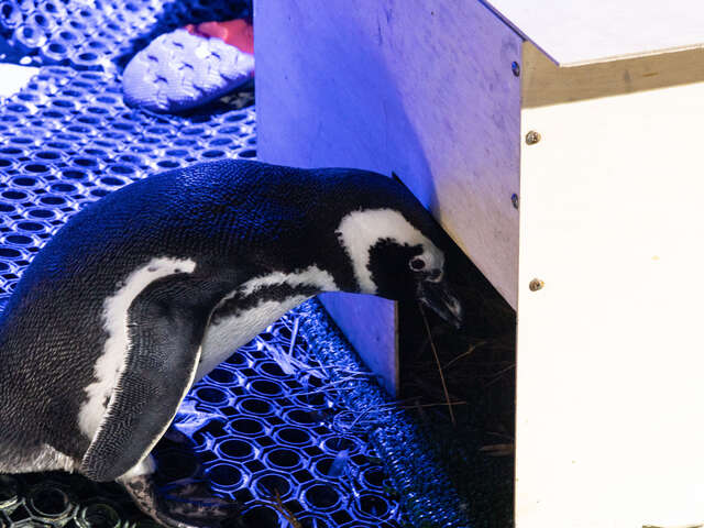 查看巢穴內的企鵝爸爸