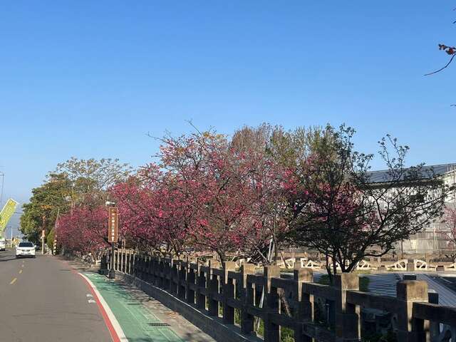 泰安派出所拍摄后里樱花花况