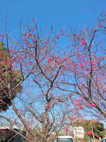 泰安派出所拍摄后里樱花美景