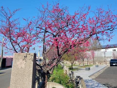 2026后里さくら祭り