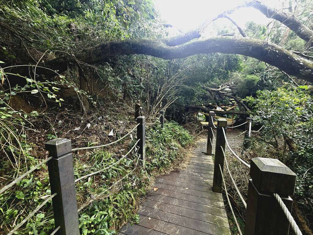 大坑10号登山步道0kplus450土石崩落-树木倾倒