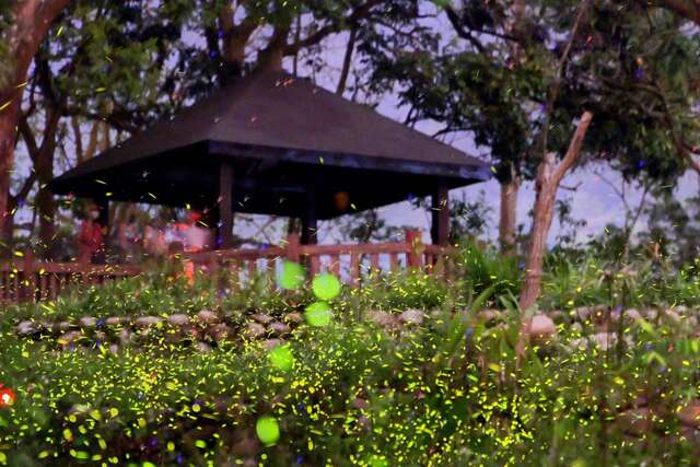 復育池觀賞螢火蟲