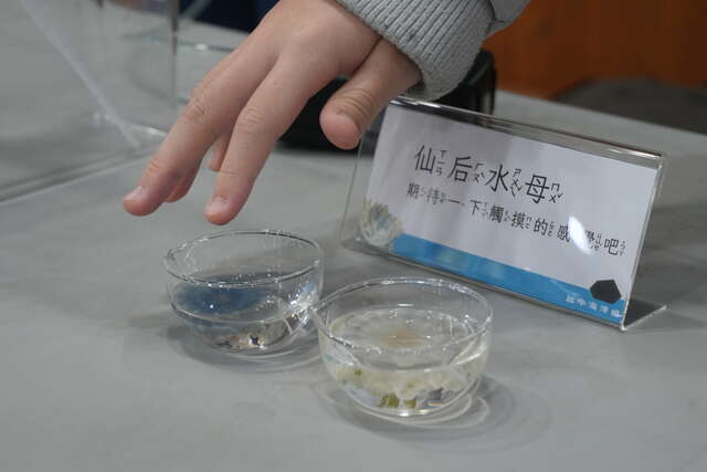 仙后水母触摸皿与注音解说牌