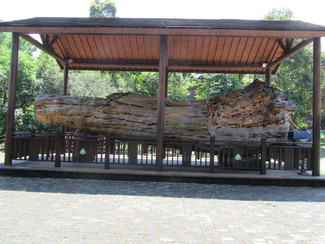 东势林业文化园区-红豆杉巨木