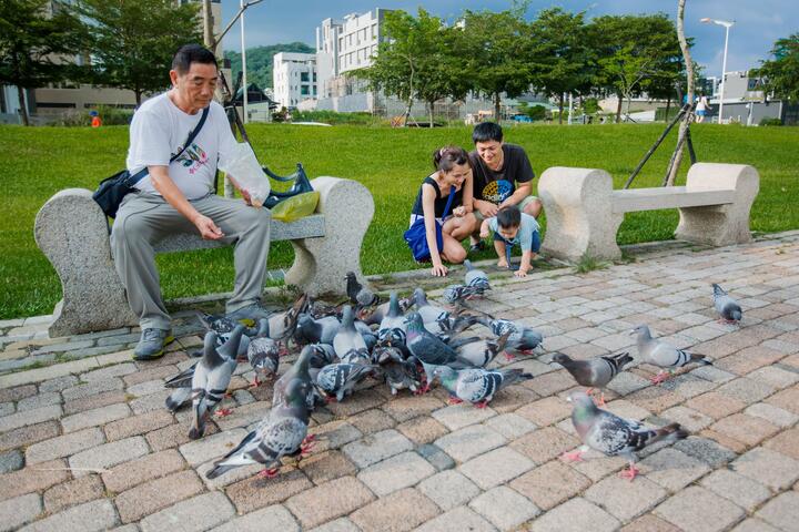 民眾餵食鴿子