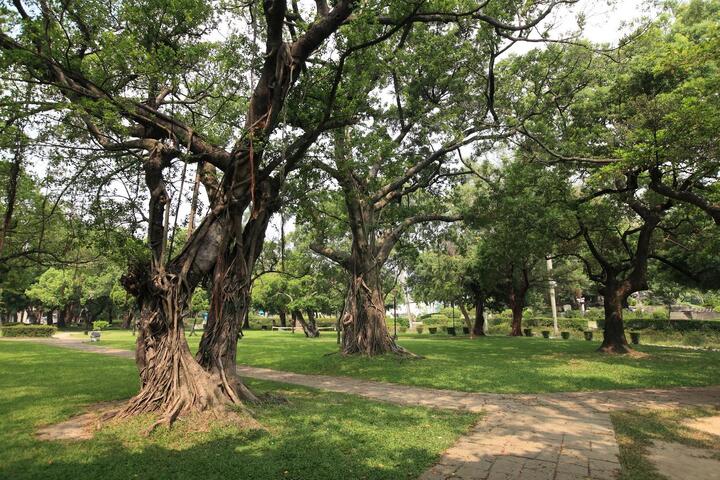 台中公园-树