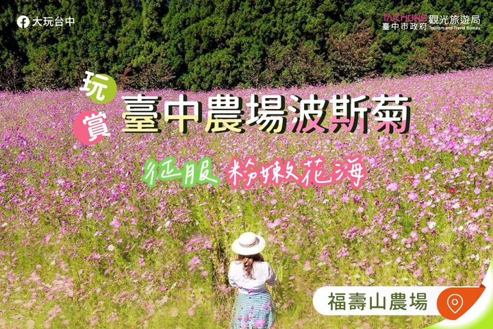 \秋季限定粉红浪漫!到农场玩赏 #波斯菊 去!/