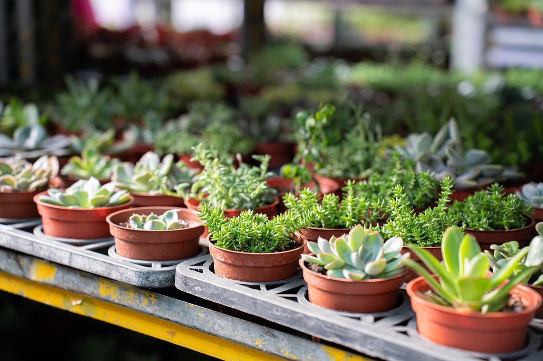到台中花市买盆多肉植物,让新的一年开运又招财!