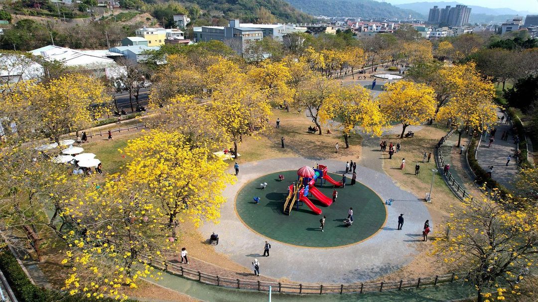 台中黄花风铃木盛放,快抬头欣赏浪漫黄金雨降临!