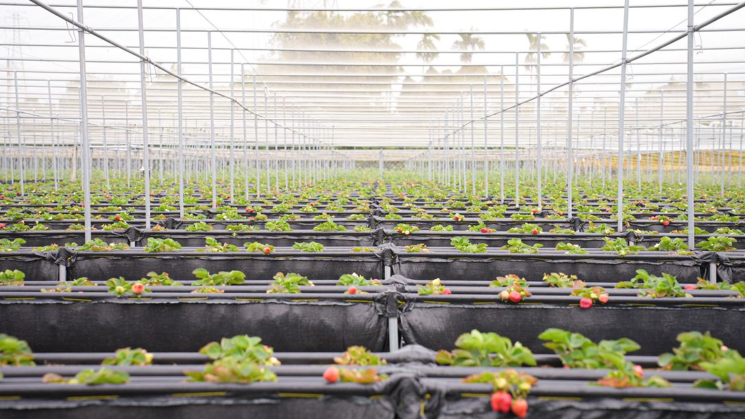 臺中「草莓季」開跑!一同踩點私房園區,享受採草莓的樂趣