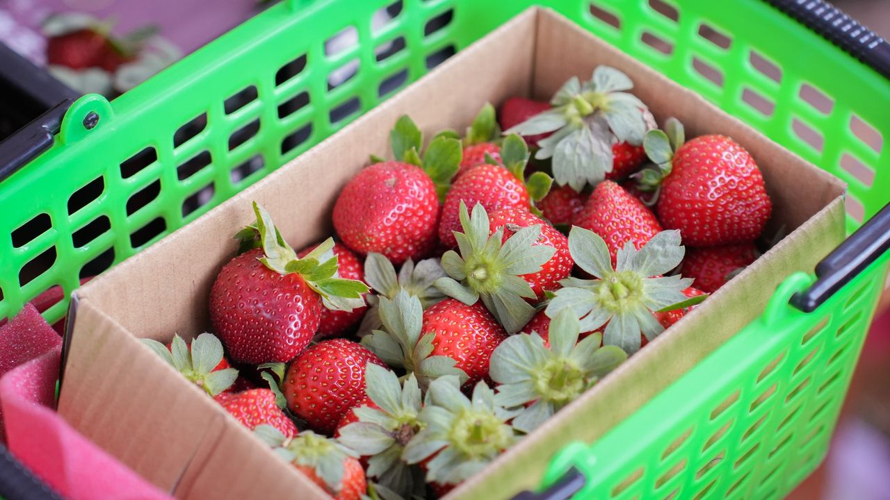 \草莓季开跑!隐藏版 #台中采草莓 地点大公开!/