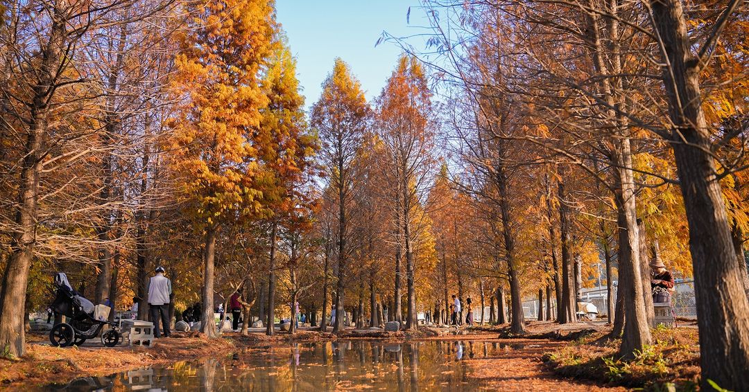一同來探訪臺中季節限定落羽松秘境,暖心美景一次盡收眼底