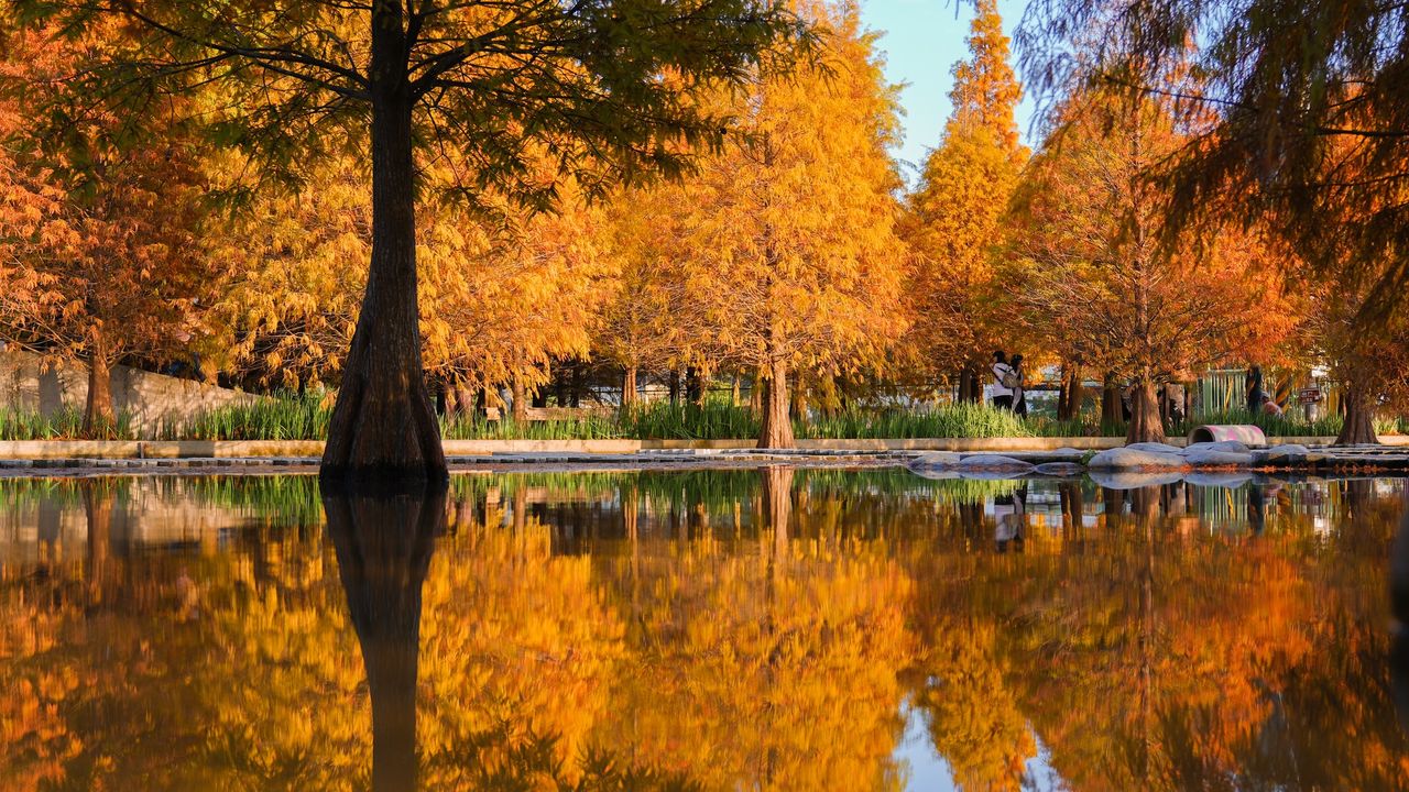 \依山傍水的红棕冬季美景🍂台中落雨松秘境/