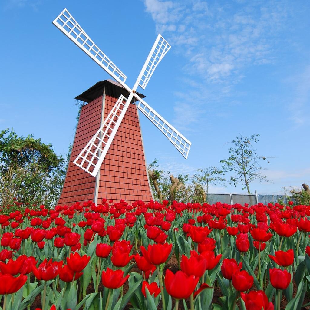 號稱台版小荷蘭,臺中最美鬱金香花季報到!一同來感受花花世界的美麗🌷