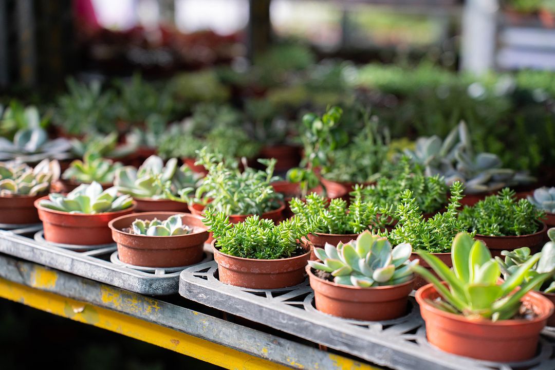新的一年開運小撇步!到臺中花市為自己添購小盆栽,幸運一整年!