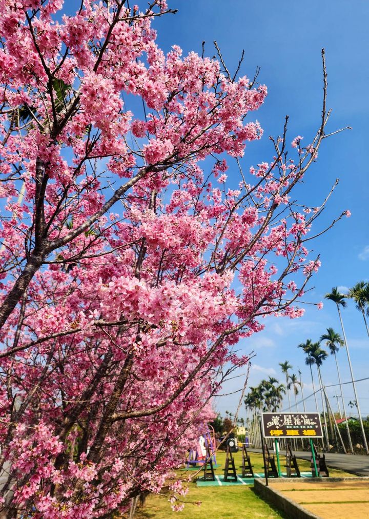 \台中处处有樱花 🌸 「流星花园」富士樱接力绽放/