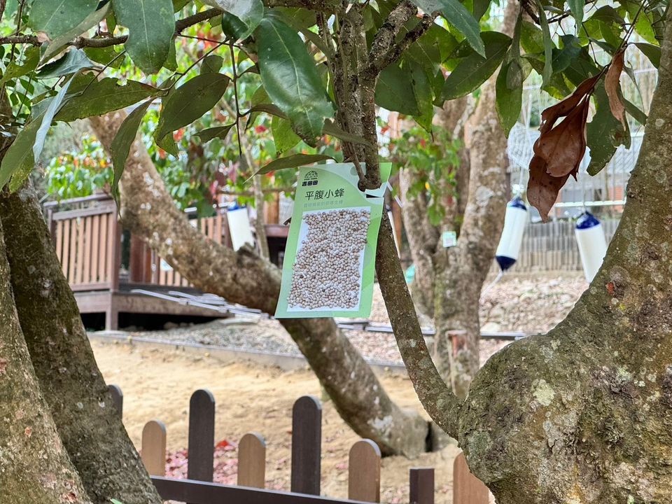 📢三月 #大坑登山步道荔枝椿象防治公告