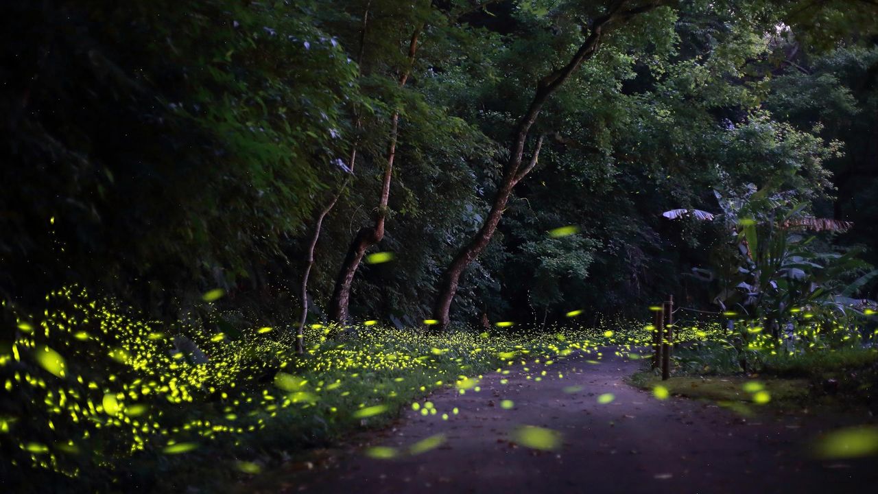 \ 赏萤活动开跑～～🦋台中春天的璀璨萤光晚宴秘境篇🌄 /