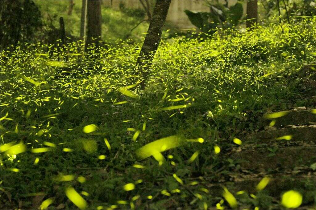 夏夜裡的閃爍綠光美景~臺中賞螢秘境「2024蝶螢嘉年華」開跑