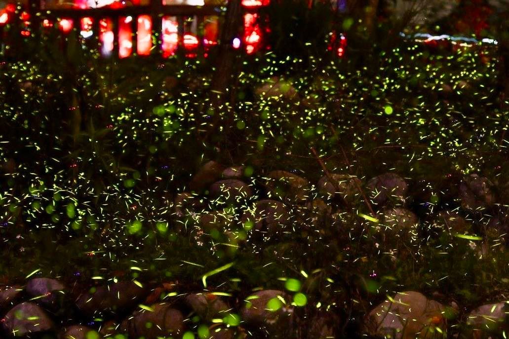 📣一年一度的✨大坑蝶萤嘉年华，今天在 #大坑生态园区 热闹登场❗