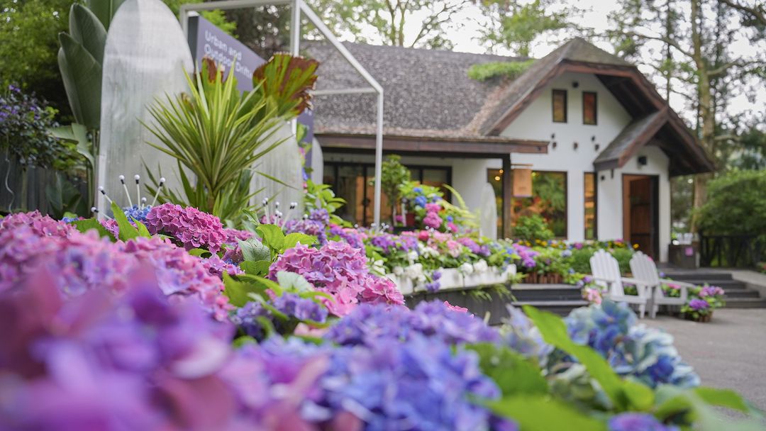 2024臺中繡球花季來臨💙💜~藍紫色花海把大地變得更加夢幻幸福🥰