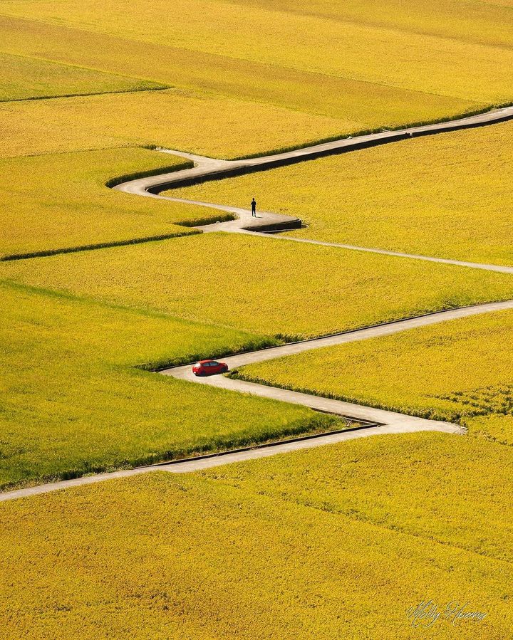 \一望無際的田野美景 #外埔忘憂谷 稻浪之美🌾/