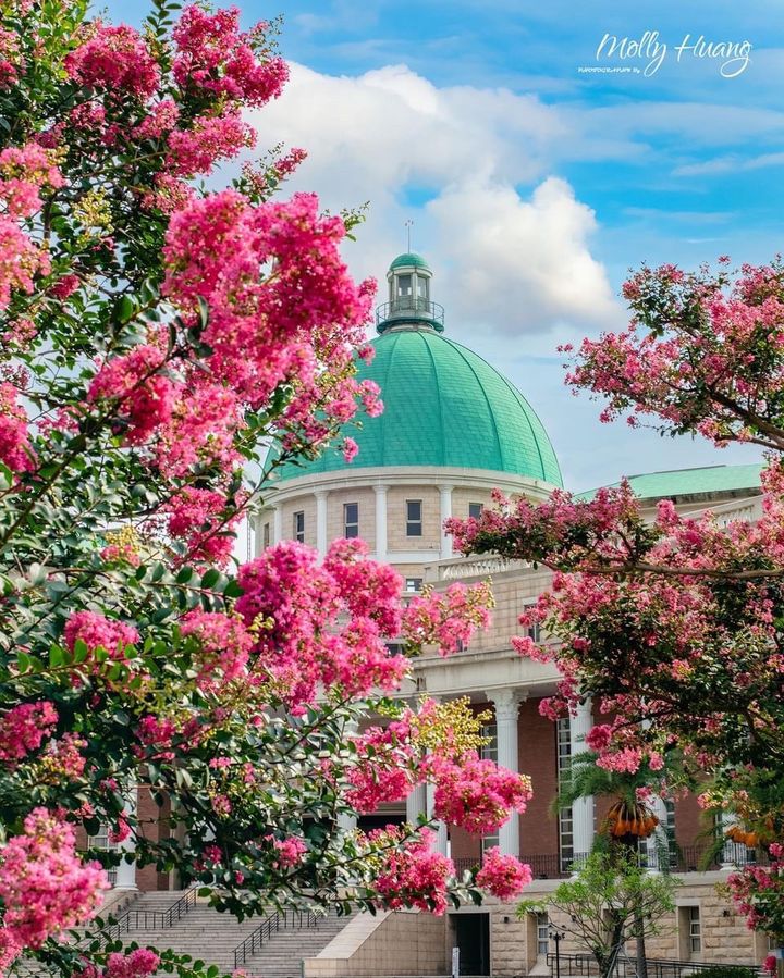 \臺中花況即時快報📣最美歐風校園的夢幻紫薇花駕到🌺/