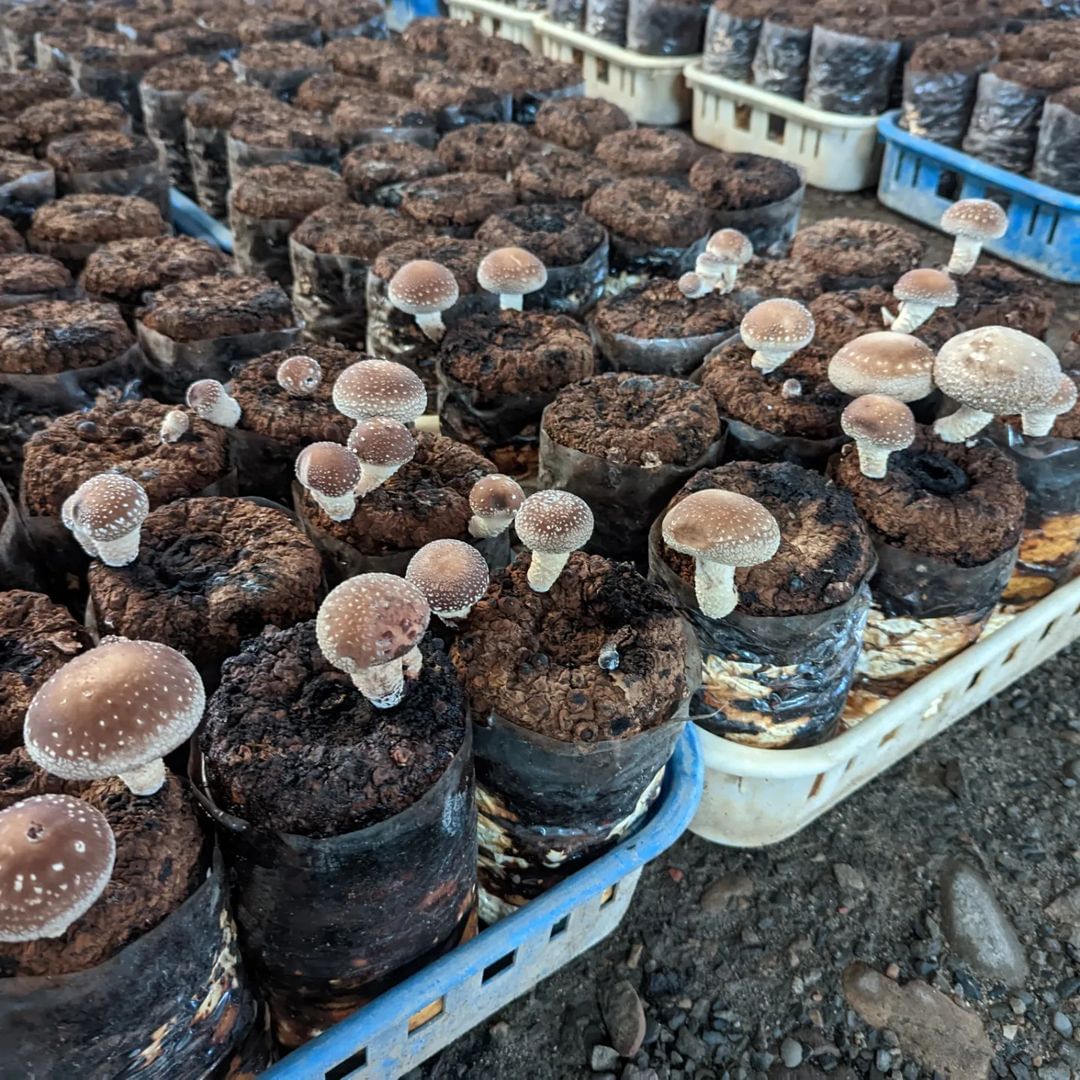 暑假溜小孩专区Part 6.✨接触大自然的DIY亲子手艺