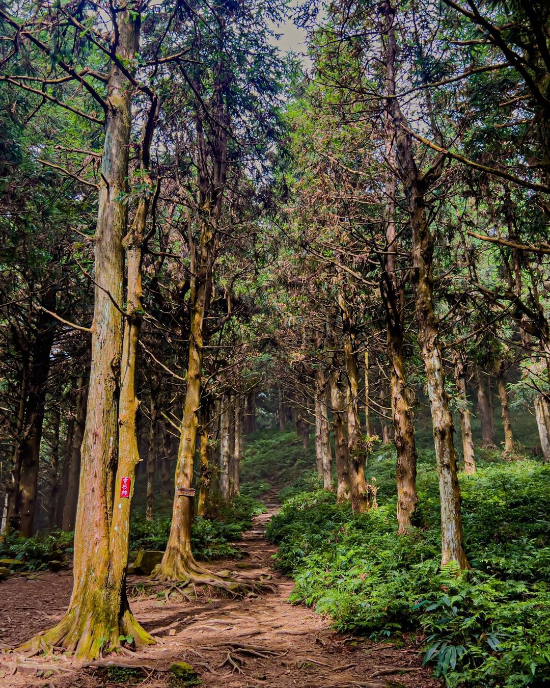 走進天然的香杉林避暑秘境!新手也能到達的芬多精美景 🍃 大雪山1860峰 #長壽山步道