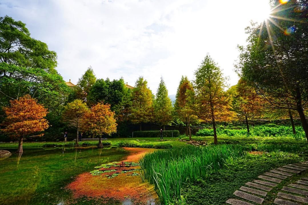 \ 落羽松的浪漫季節,一起享受漸層的視覺饗宴/